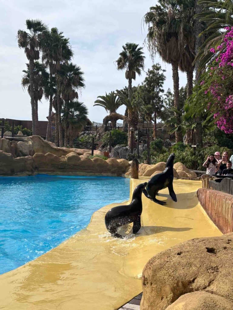 rancho texas sea lion show-lanzarote with kids