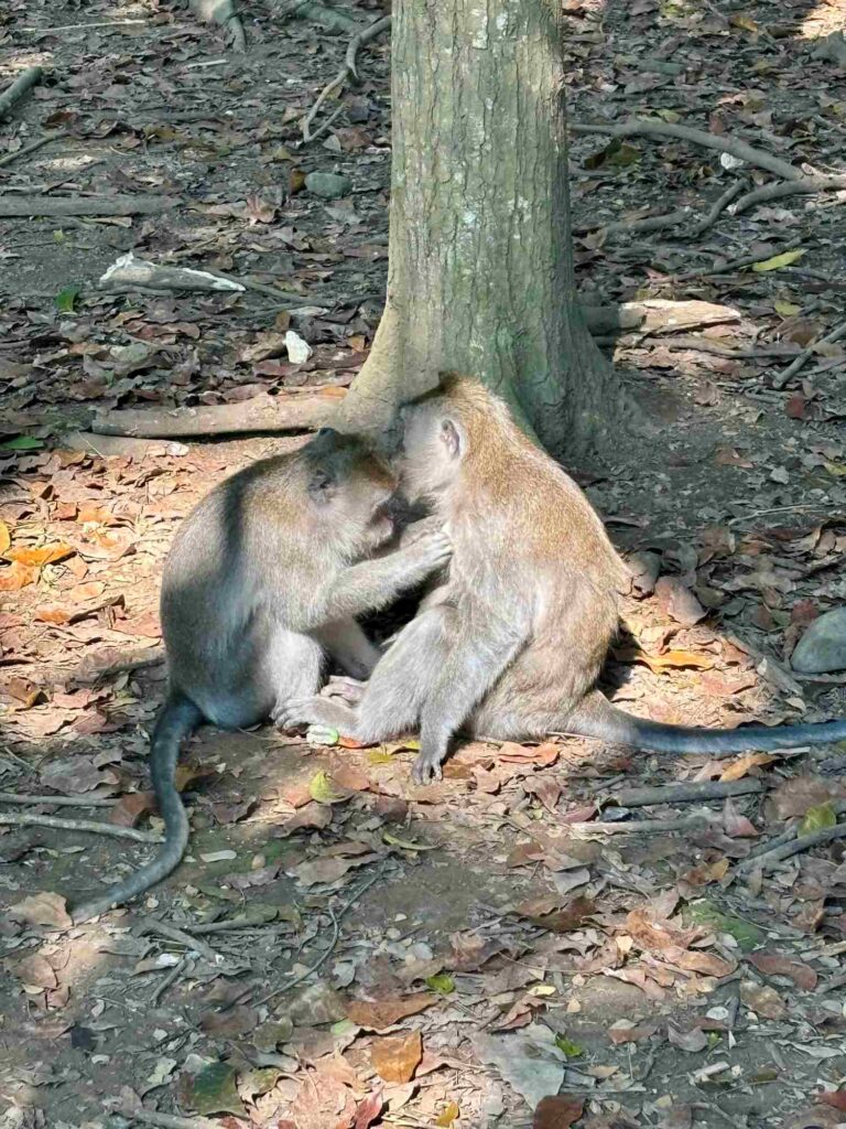 Bali with kids_ubud monkey forest photo_the knowledge nuggets