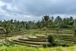 bali with kids_jatiluwih rice terraces_the knowledge nuggets