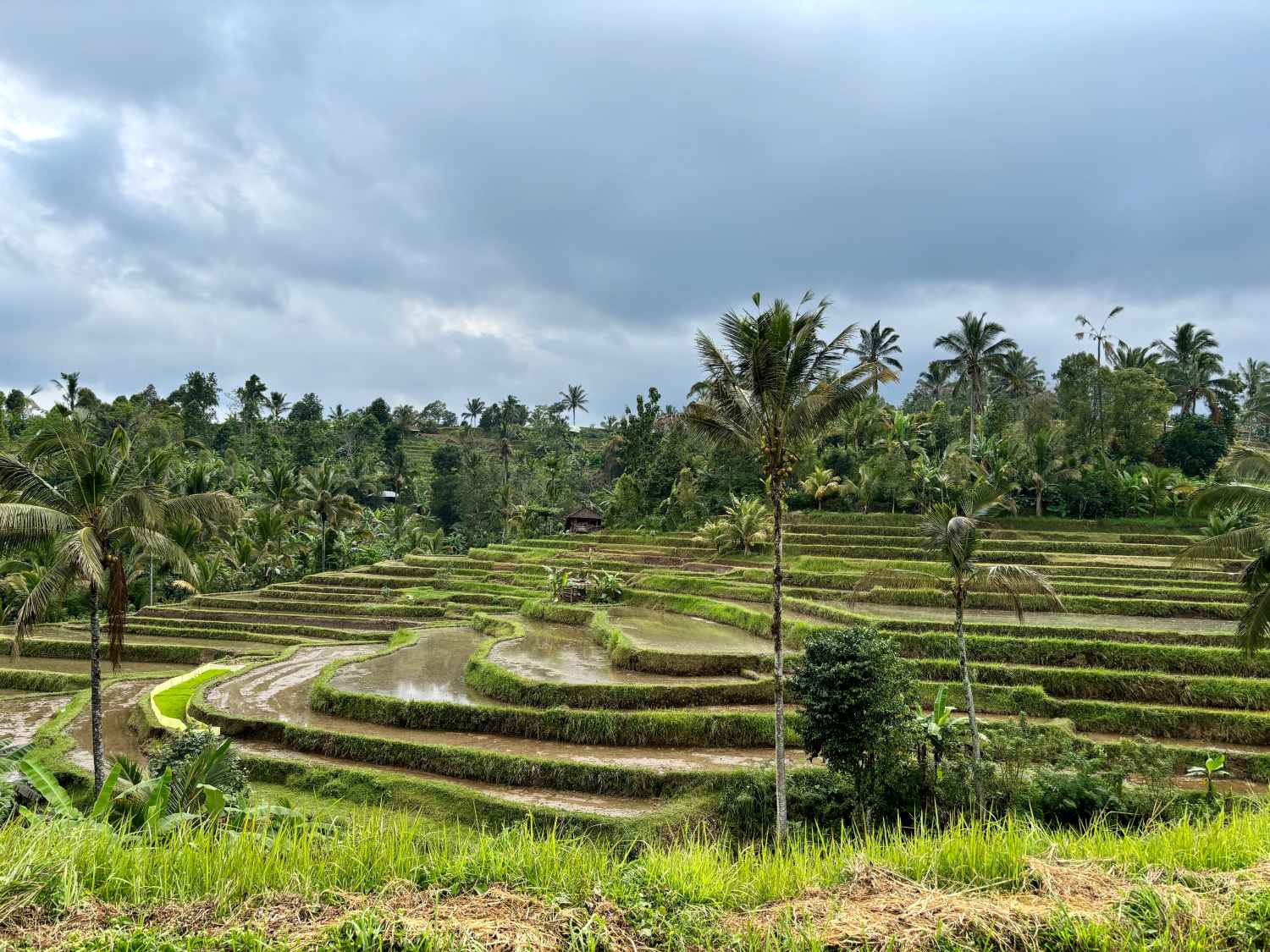 bali with kids_jatiluwih rice terraces_the knowledge nuggets