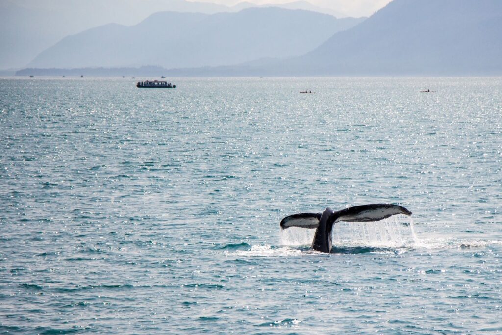 juneau with kids_whale watching tour_theknowledgenuggets