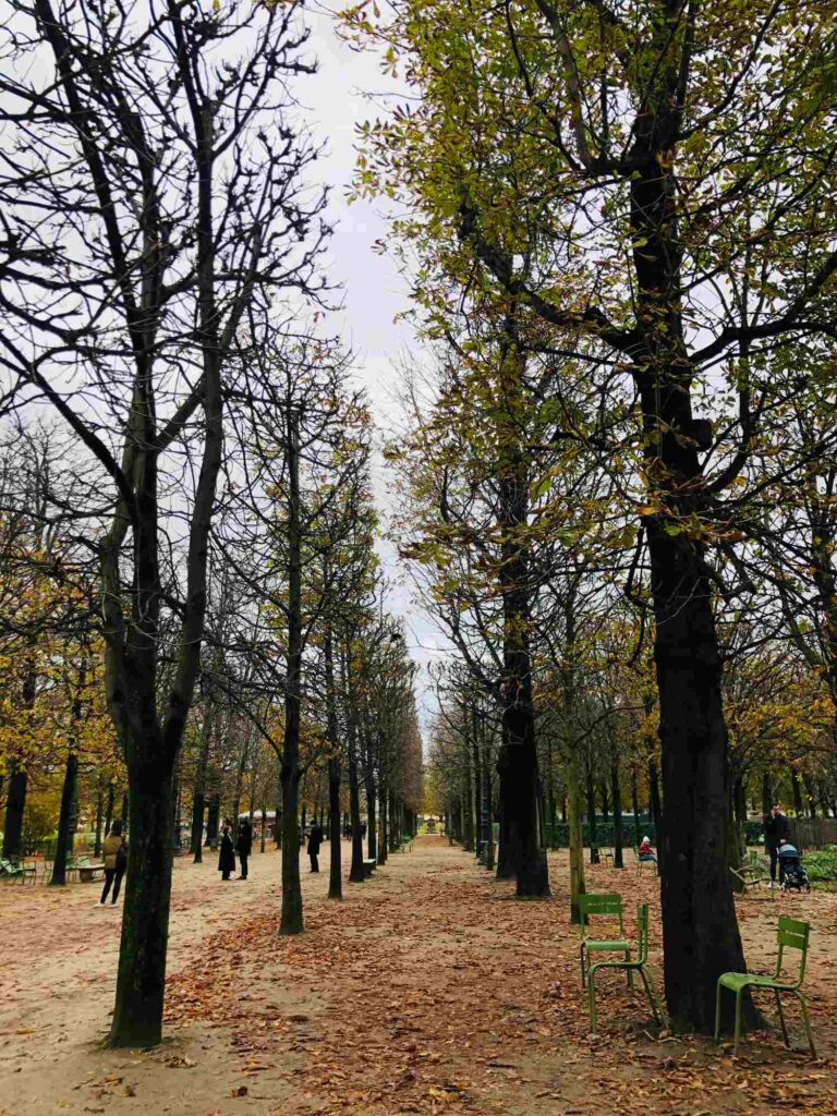 Tuileries gardens_trees_the knowledge nuggets