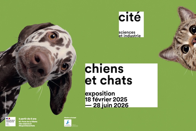 chiens et chats_paris in march_the knowledge nuggets