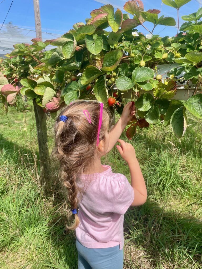 picking strawberries_ferme gally_paris july_the knowledge nuggets