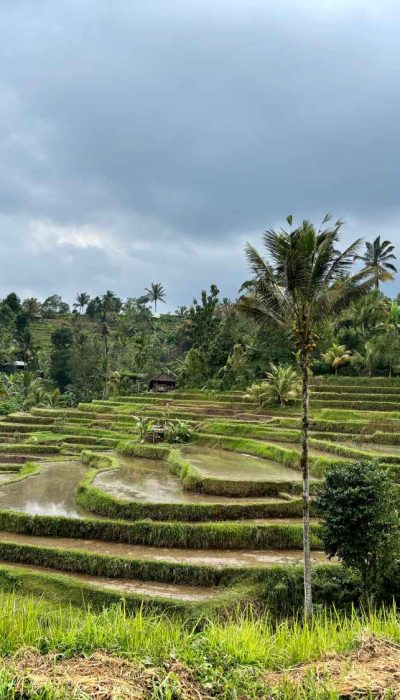 bali with kids_jatiluwih rice terraces_the knowledge nuggets