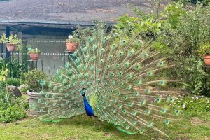 parc floral peacock-the knowledge nuggets